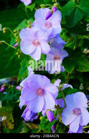 The light mauve flowers of Abutilon x Suntense - John Gollop Stock Photo