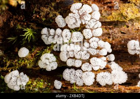 Close-up of white coral slime mold (Ceratiomyxa fructiculosa) - Pisgah National Forest, Brevard, North Carolina, USA Stock Photo