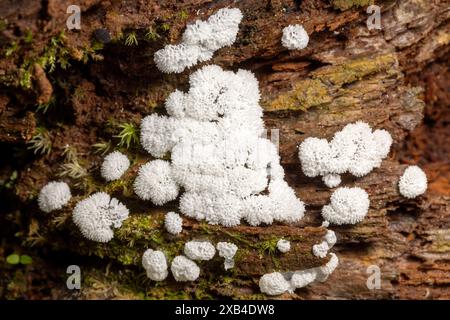 Close-up of white coral slime mold (Ceratiomyxa fructiculosa) - Pisgah National Forest, Brevard, North Carolina, USA Stock Photo