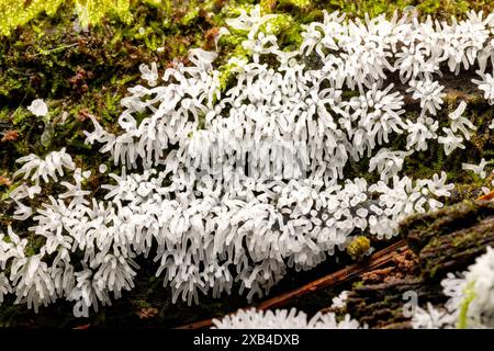 Close-up of white coral slime mold (Ceratiomyxa fructiculosa) - Pisgah National Forest, Brevard, North Carolina, USA Stock Photo