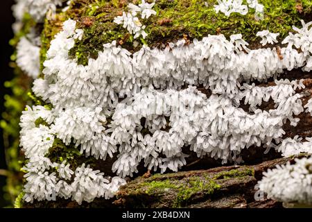 Close-up of white coral slime mold (Ceratiomyxa fructiculosa) - Pisgah National Forest, Brevard, North Carolina, USA Stock Photo