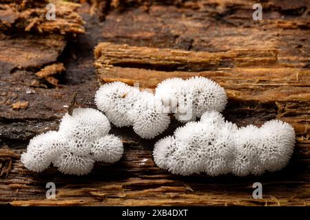 Close-up of white coral slime mold (Ceratiomyxa fructiculosa) - Pisgah National Forest, Brevard, North Carolina, USA Stock Photo