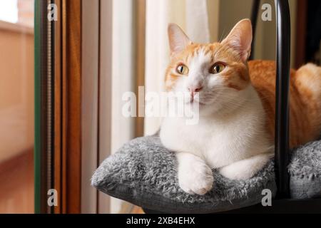 An orange tabby cat lies comfortably on a gray soft bed, looking playful in a sunlit room, green eyes wide open Stock Photo