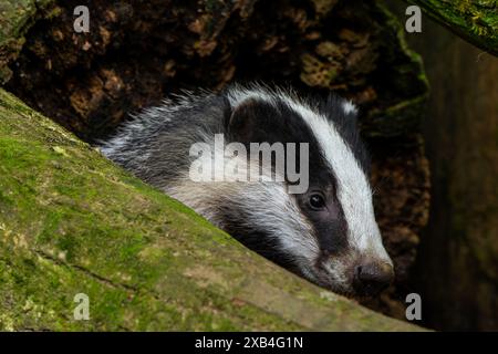 European badger (Meles meles), close-up of curious four months old cub peeping from hollow tree trunk in forest in spring Stock Photo