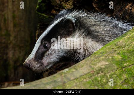 European badger (Meles meles), close-up of curious four months old cub peeping from hollow tree trunk in forest in spring Stock Photo