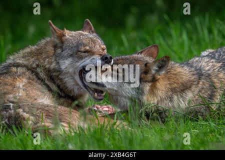 Wolf Submitting Eurasian wolves showing muzzle grab behaviour by dominant grey wolf ...