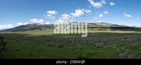 view of Lamar Valley in Yellowstone National Park.  Bison herd grazing on the green grasslands with pine forest and mountains with a dusting of snow. Stock Photo