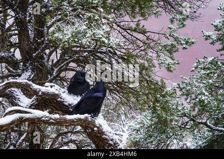 Raven couple chilling out at Hermit's Rest in Grand Canyon National Park, Arizona Stock Photo
