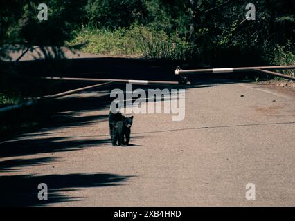 Two American Black Bear cubs exploring the road in Yellowstone National Park. Stock Photo