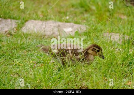 Young mandarin duck, May, Saxony, Germany Stock Photo
