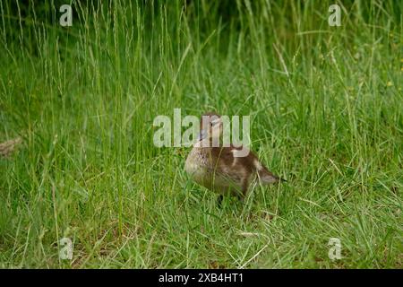 Young mandarin duck, May, Saxony, Germany Stock Photo