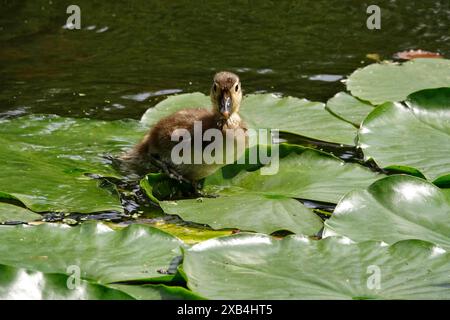 Young mandarin duck, May, Saxony, Germany Stock Photo