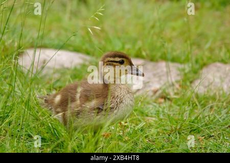 Young mandarin duck, May, Saxony, Germany Stock Photo