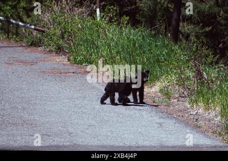 Two American Black Bear cubs exploring the road in Yellowstone National Park. Stock Photo