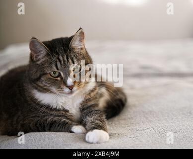 cat lies relaxing on the bed and looks at the camera Stock Photo