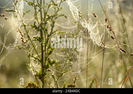 Fine spider webs on plants, shiny in the morning light, covered with dewdrops, Upper Palatinate Stock Photo