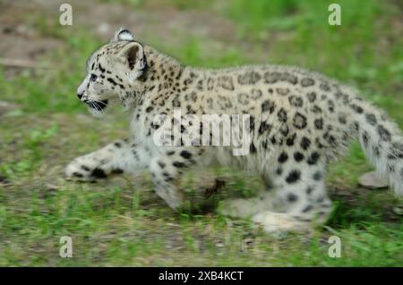 Snow leopard (Uncia uncia) young running in a meadow, captive, occurrence Asia Stock Photo