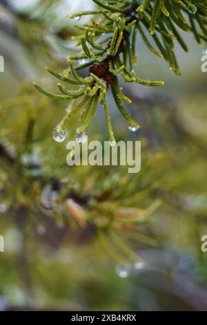 Melting snow and glistening water drops on pine needles along the South Rim of the Grand Canyon Stock Photo