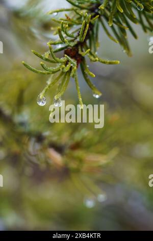 Melting snow and glistening water drops on pine needles along the South Rim of the Grand Canyon Stock Photo