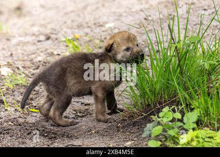 A puppy nibbles on a tuft of grass and explores its surroundings, European grey gray wolf (Canis lupus) Stock Photo