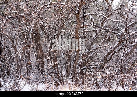 Winter in Grand Canyon National Park, Arizona Stock Photo