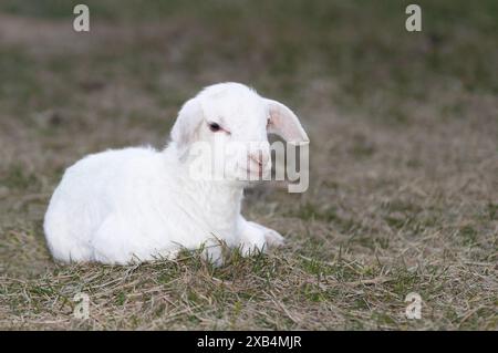 Helpless very young Katahdin sheep lamb that is white laying on a grassy pasture. Stock Photo