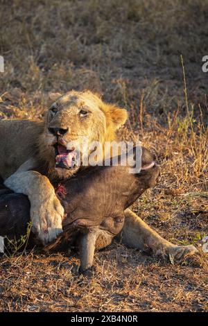 An older male Lion (Panthera Leo) rests atop his recent Cape Buffalo (Syncerus carffer caffer) kill in the Sabi Sands Nature Reserve, South Africa Stock Photo