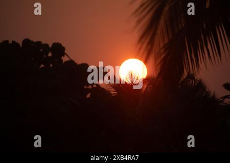 A stunning photograph capturing the vibrant orange sun setting behind silhouetted palm leaves, creating a dramatic and serene tropical evening scene. Stock Photo