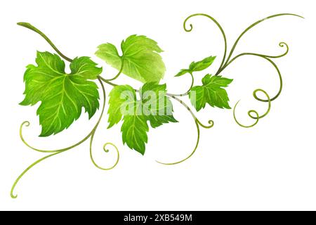 Green grape leaves on branch with curls. Watercolor illustration of vine for wedding invitation, postcard design, wine lists, promo printing Stock Photo