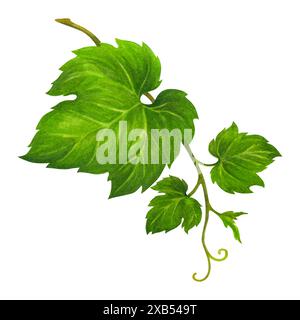 Watercolor green grape leaves on a branch with curled tendrils. Hand drawn vine element for design of wedding invitations, cards, posters, wine lists Stock Photo