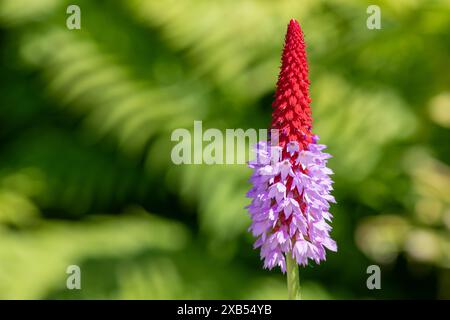 Close up of an orchid primrose (primula vialli) in bloom Stock Photo