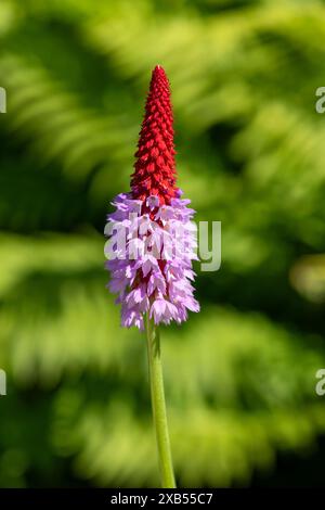 Close up of an orchid primrose (primula vialli) in bloom Stock Photo