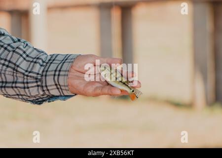 fisherman holding small fish in his hands Stock Photo