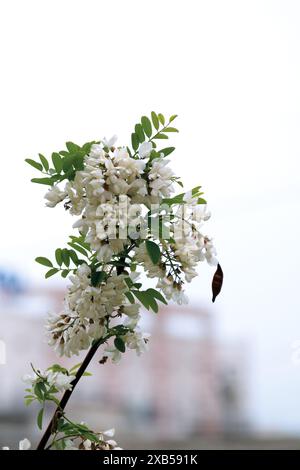 White acacia clusters. Acacia blossoms in the month of May. Stock Photo