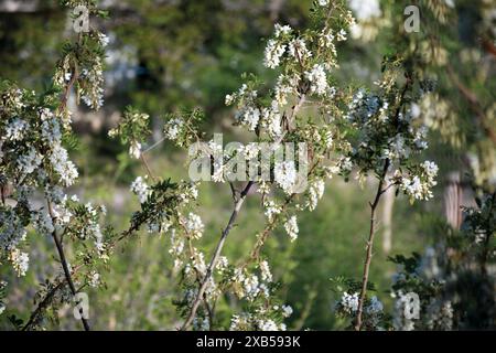 White acacia clusters. Acacia blossoms in the month of May. Stock Photo