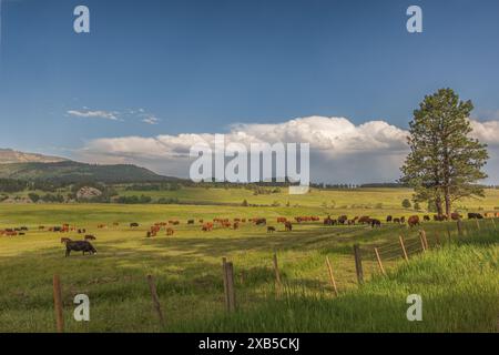 cattle grazing on a lush green pasture in the countryside on a farm Stock Photo