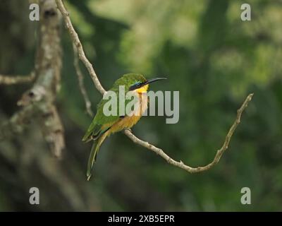 Little Bee-Eater (Merops pusillus) with detail of red eye, green yellow & chestnut plumage & blue eye-stripe perched on twig in Nyerere NP Tanzania Stock Photo