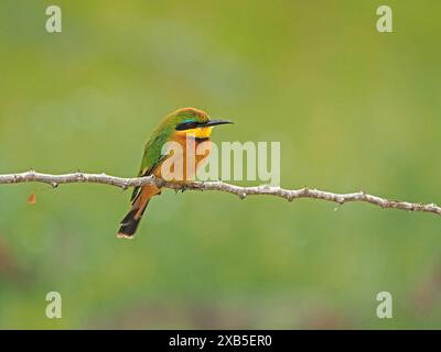 Little Bee-Eater (Merops pusillus) with detail of red eye, green yellow & chestnut plumage & blue eye-stripe perched on twig in Nyerere NP Tanzania Stock Photo