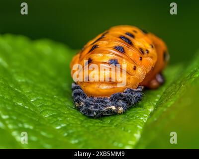 Closeup of Asian ladybird pupa on green leaf Stock Photo