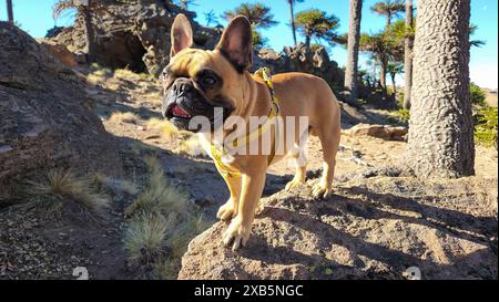 French bulldog dog, on stone in field. Stock Photo