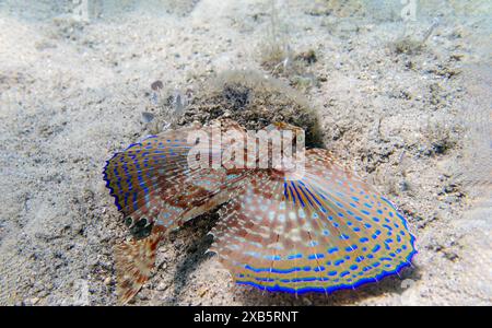 Flying gurnard fish - Dactylopterus volitans Stock Photo