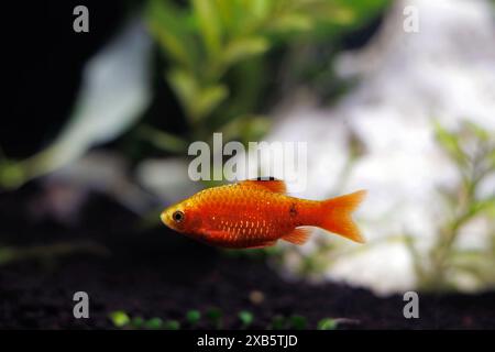 Rosy Barb (Red Barb) freshwater fish in aquarium - Puntius conchonius Stock Photo
