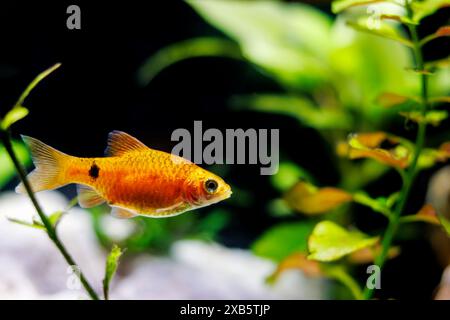 Rosy Barb (Red Barb) freshwater fish in aquarium - Puntius conchonius Stock Photo