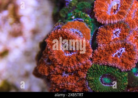 Acanthastrea lordhowensis LPS coral Stock Photo