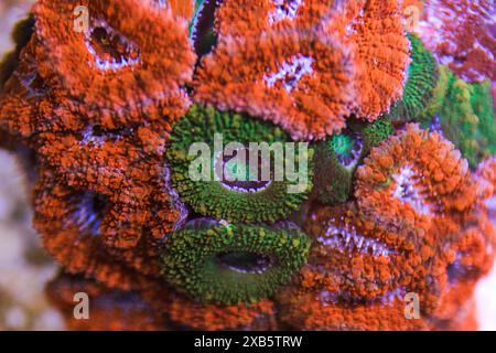 Acanthastrea lordhowensis LPS coral Stock Photo