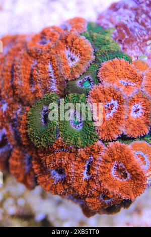 Acanthastrea lordhowensis LPS coral Stock Photo