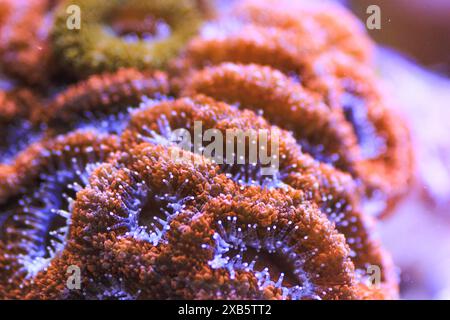 Acanthastrea lordhowensis LPS coral Stock Photo