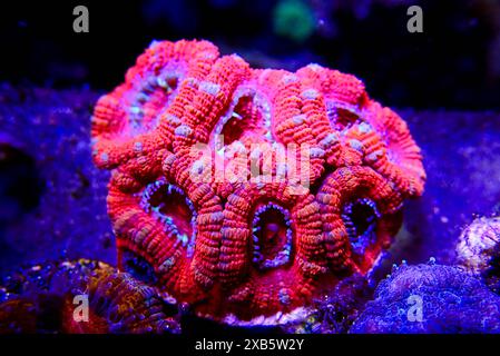 Acanthastrea lordhowensis LPS coral Stock Photo