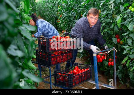 Farmer with Hispanic wife harvesting tomatoes in greenhouse Stock Photo ...