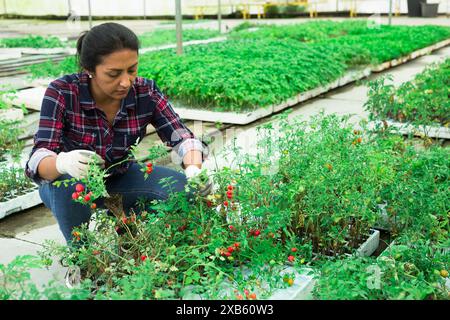 Latina gardener preparing grape tomato seedlings for planting Stock Photo